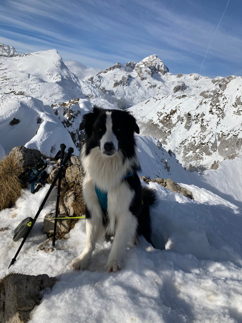 Border Collie dog sitting on snowy mountain peak with trekking poles and snow-covered peaks.
