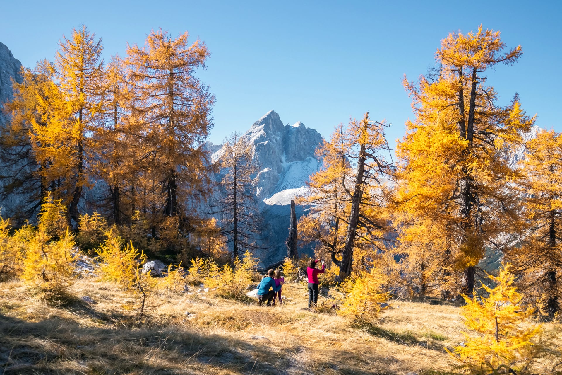Schöne goldene Lärchen in den Bergen zur Herbstsaison.