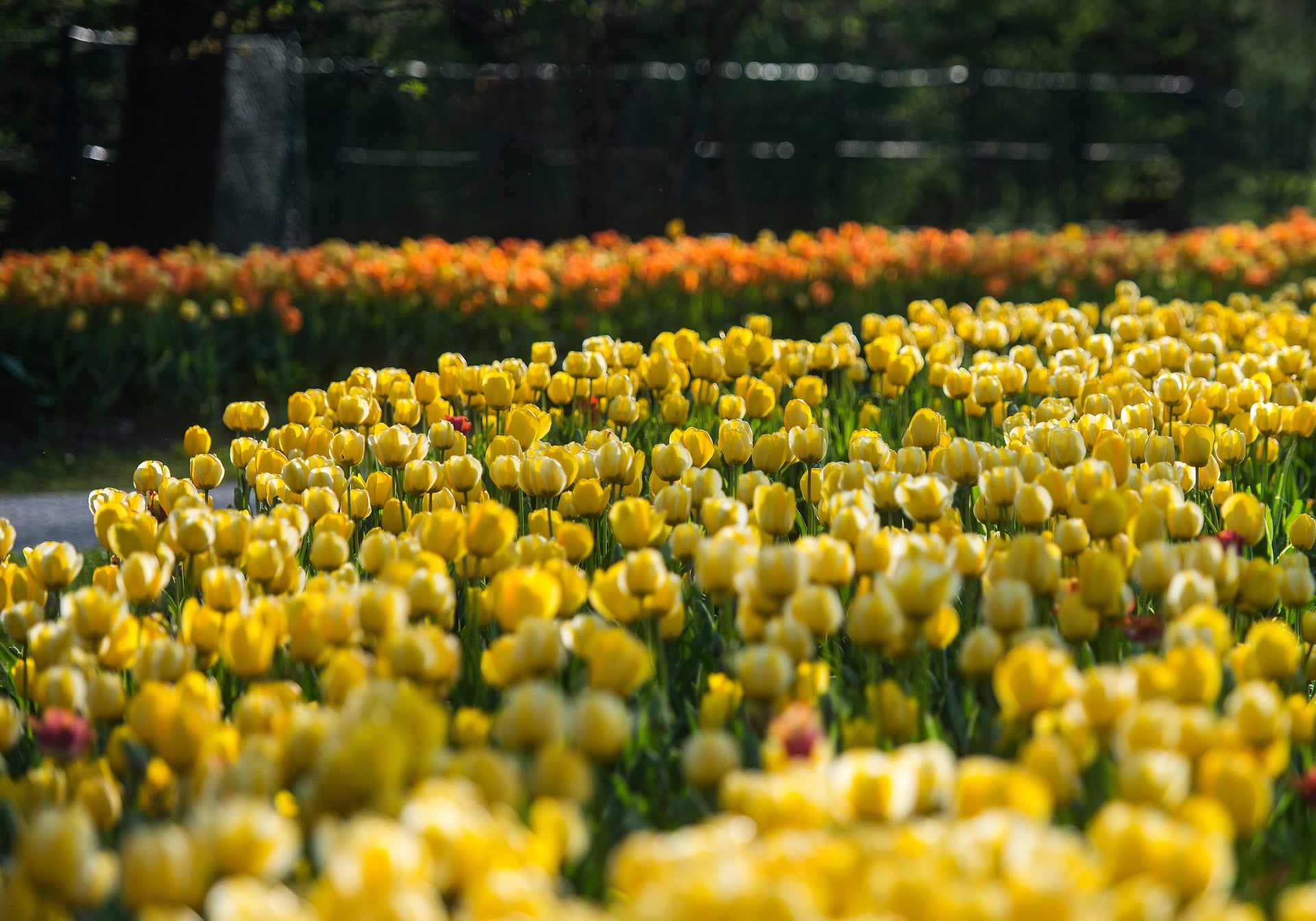 Tulpenfeld in Volčji Potok, Slowenien