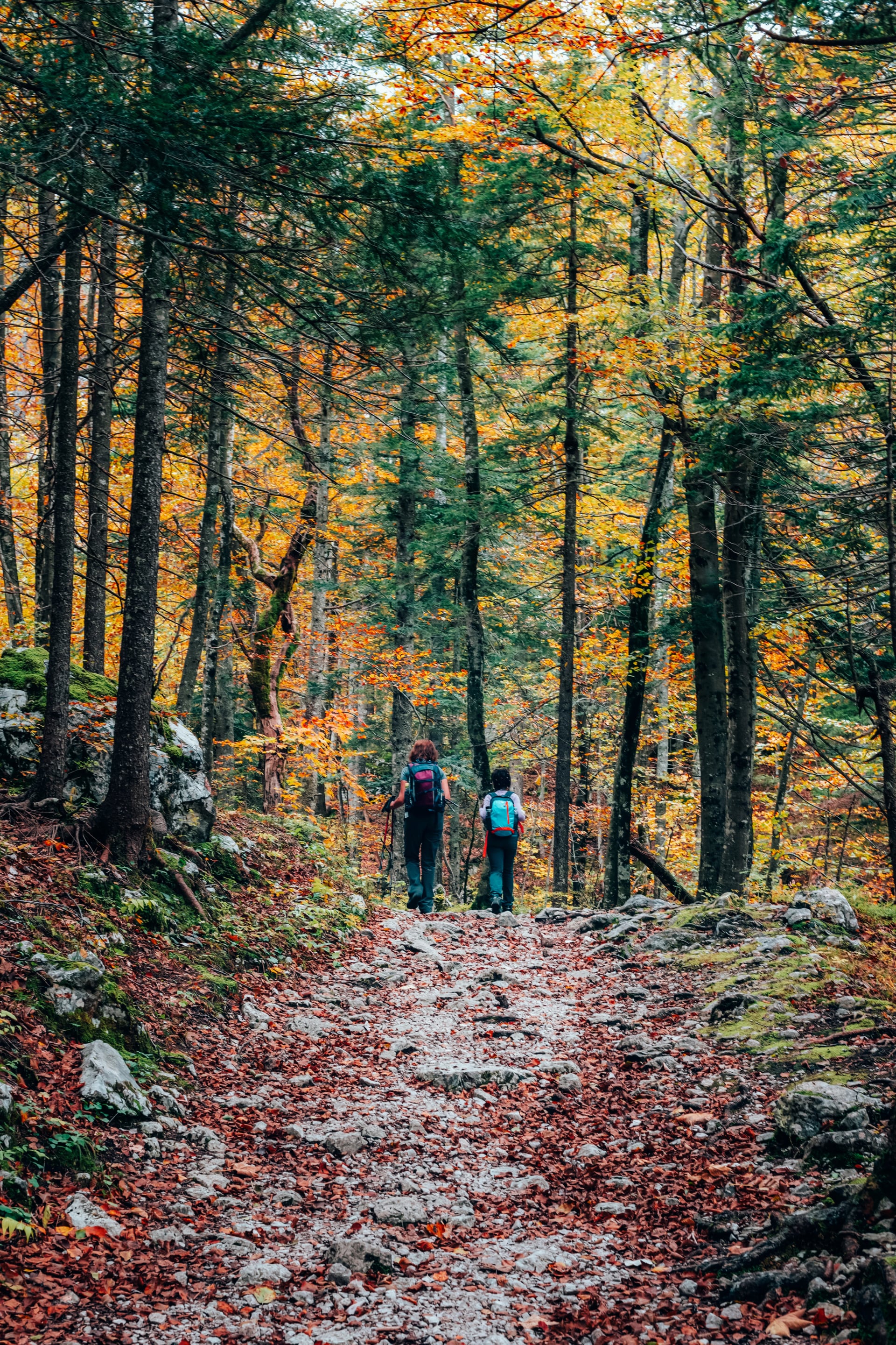 Touristen gehen durch den Herbstwald. Logartal, Slowenien