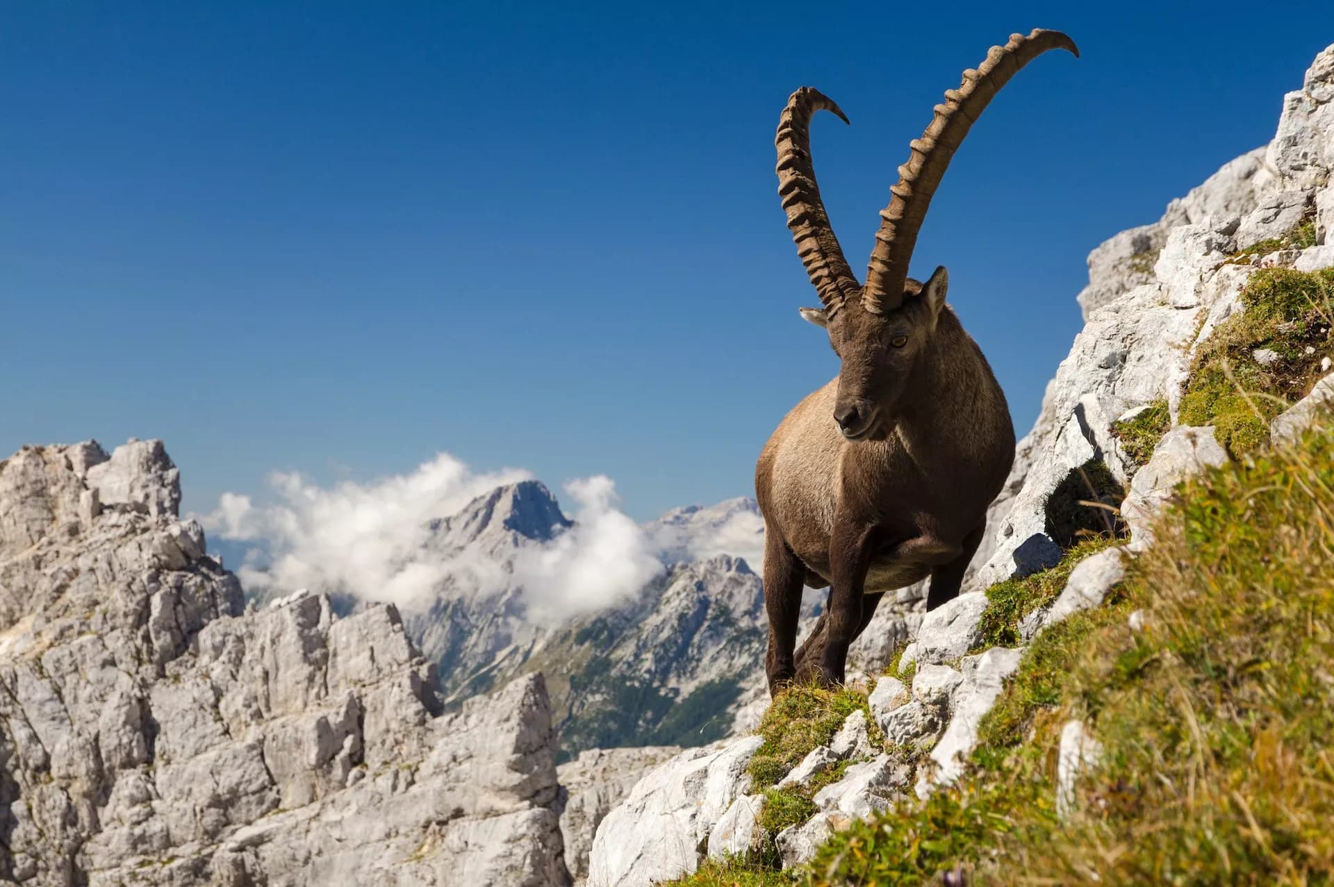 Ibex with large curved horns standing on rocky slope with Julian Alps mountains in background.